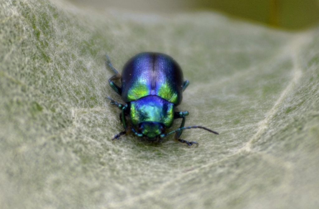 Oreina cacaliae? Molto probabilmente, s